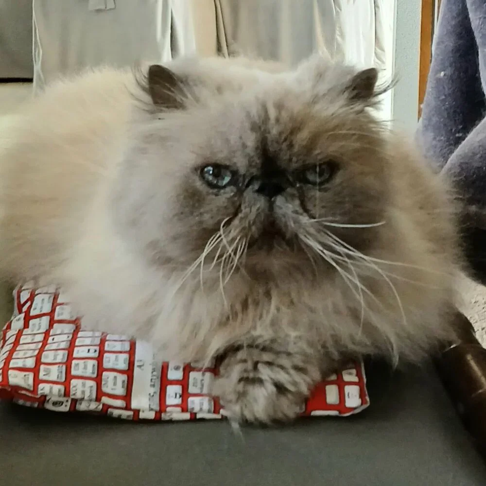 Kitten Keyboard - Picture 1 of 5